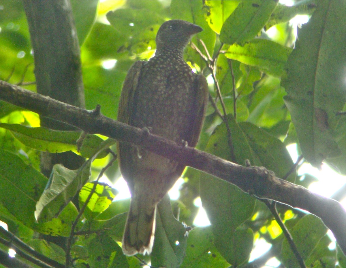 Spotted Honeyguide - ML73335511