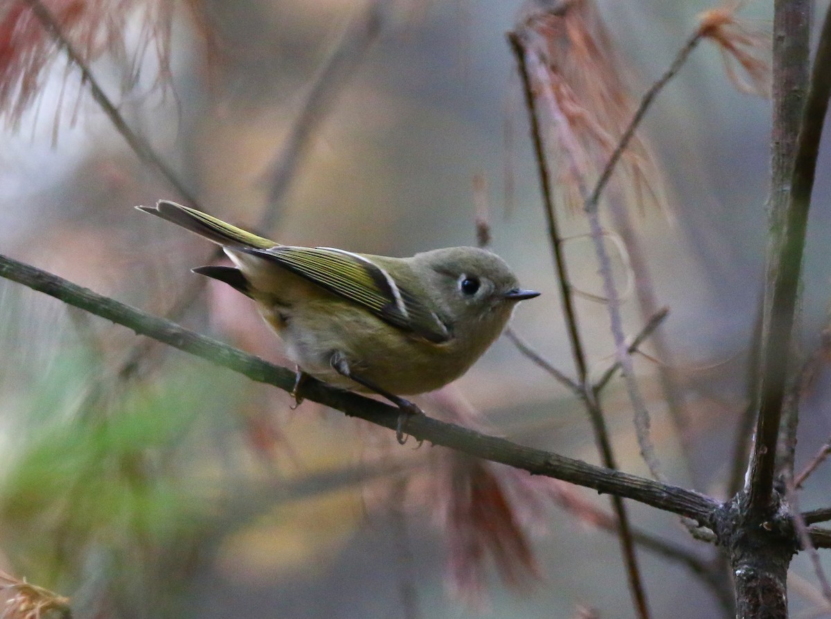 Ruby-crowned Kinglet - Aidan Griffiths
