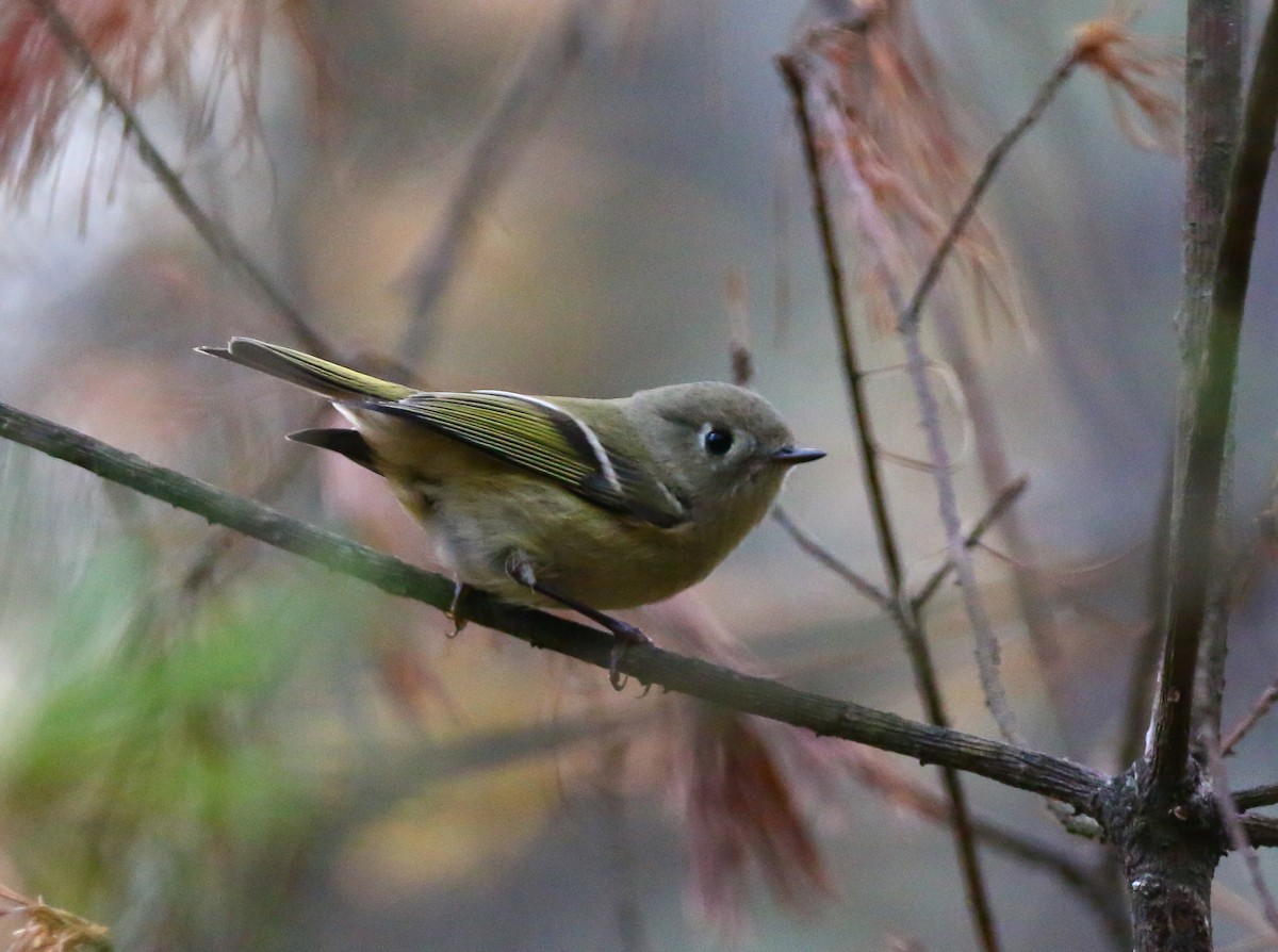 Ruby-crowned Kinglet - Aidan Griffiths