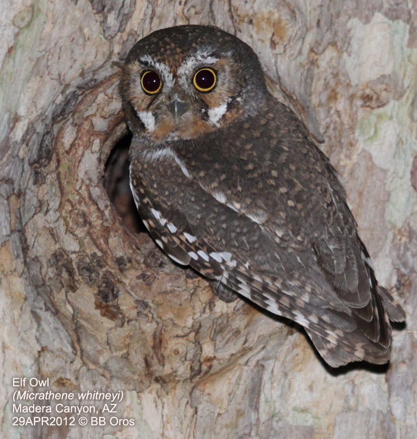 Elf Owl - BB Oros