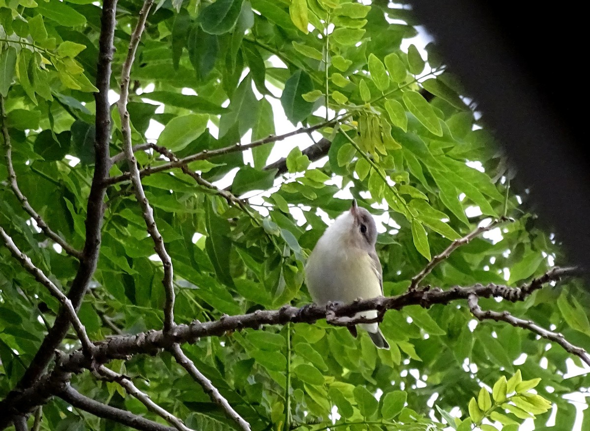 Warbling Vireo - ML73340731