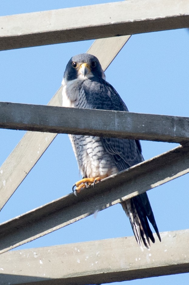 Peregrine Falcon - ML73341861