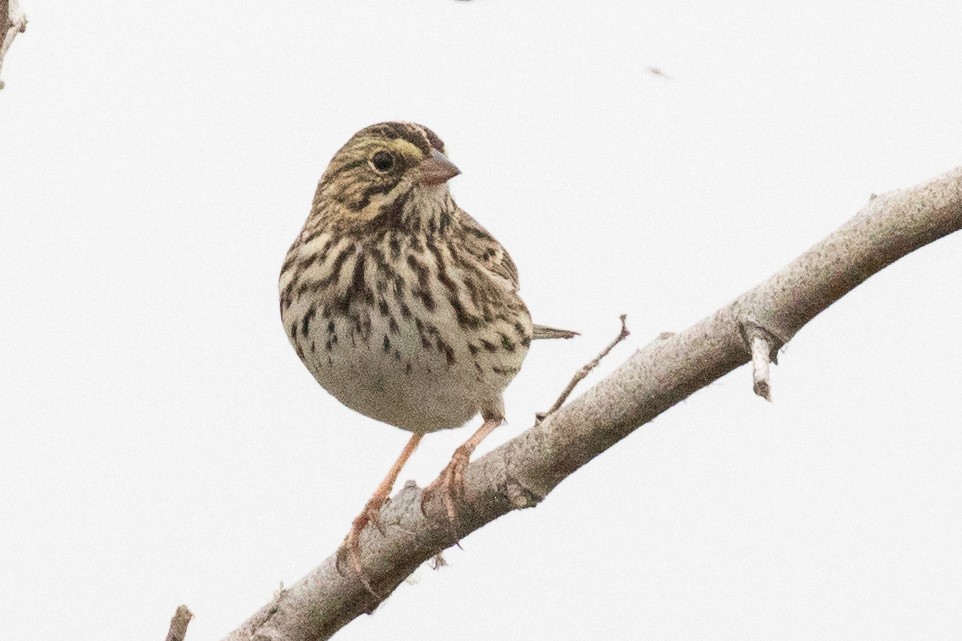 Savannah Sparrow - ML73341981