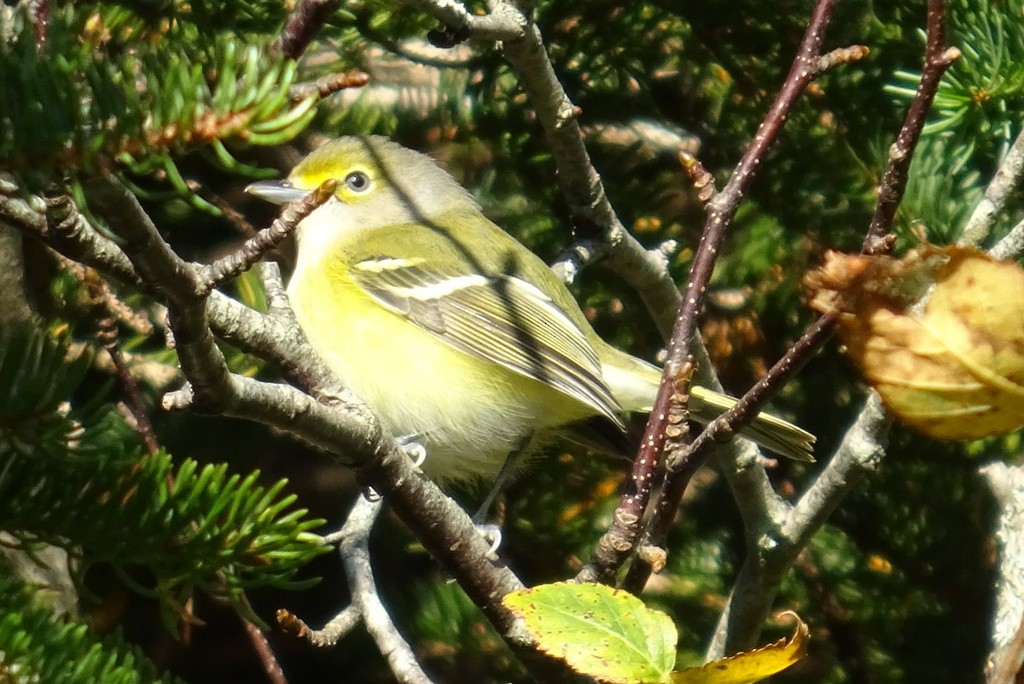 White-eyed Vireo - ML73342571