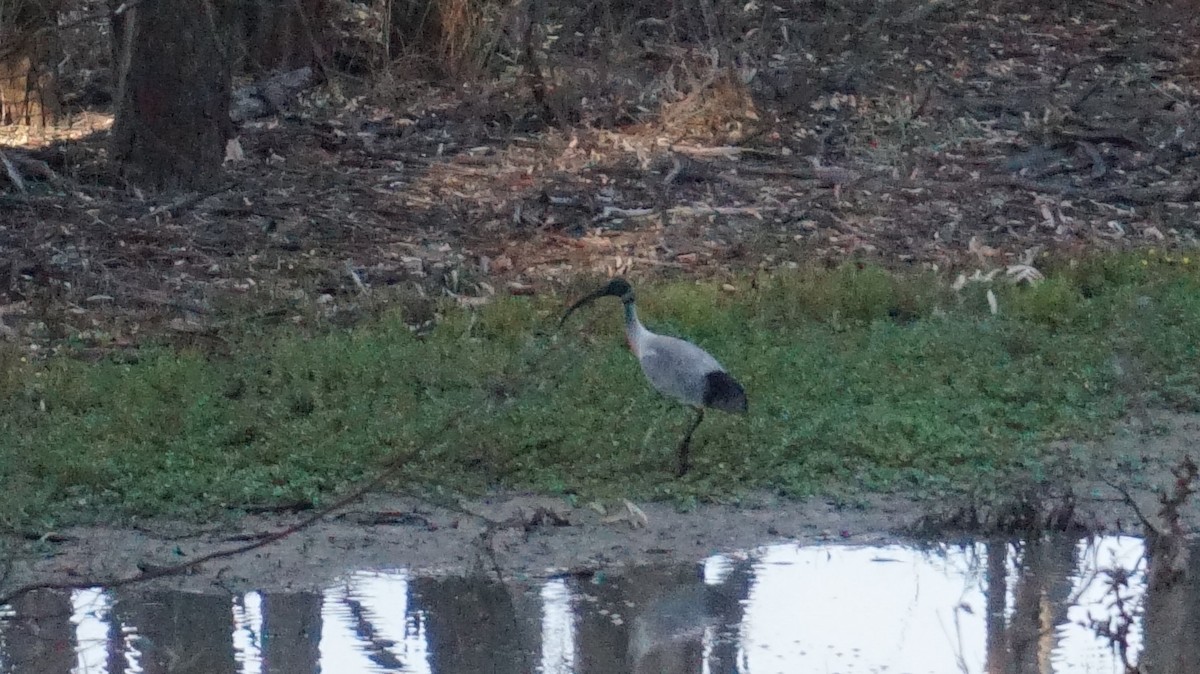 Australian Ibis - ML73345661