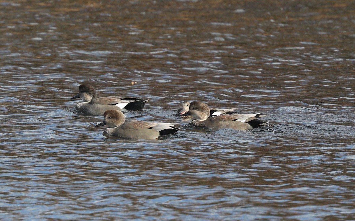 Gadwall - ML73345751