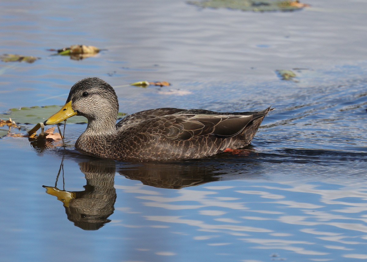 American Black Duck - ML73346081