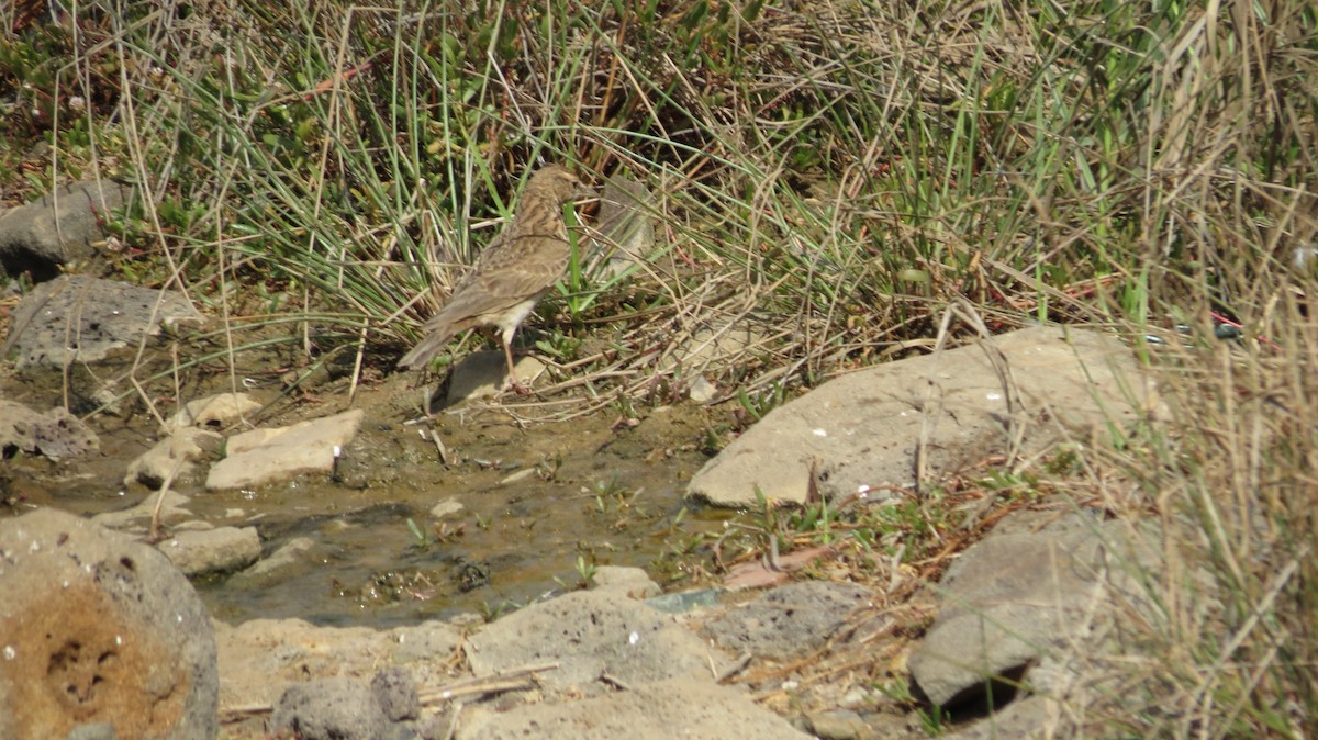 Crested Lark - ML73346411