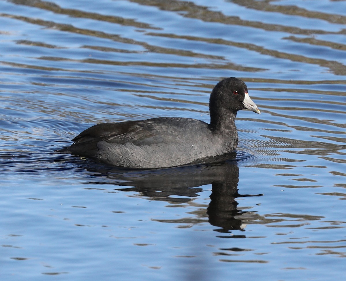 American Coot - ML73346661