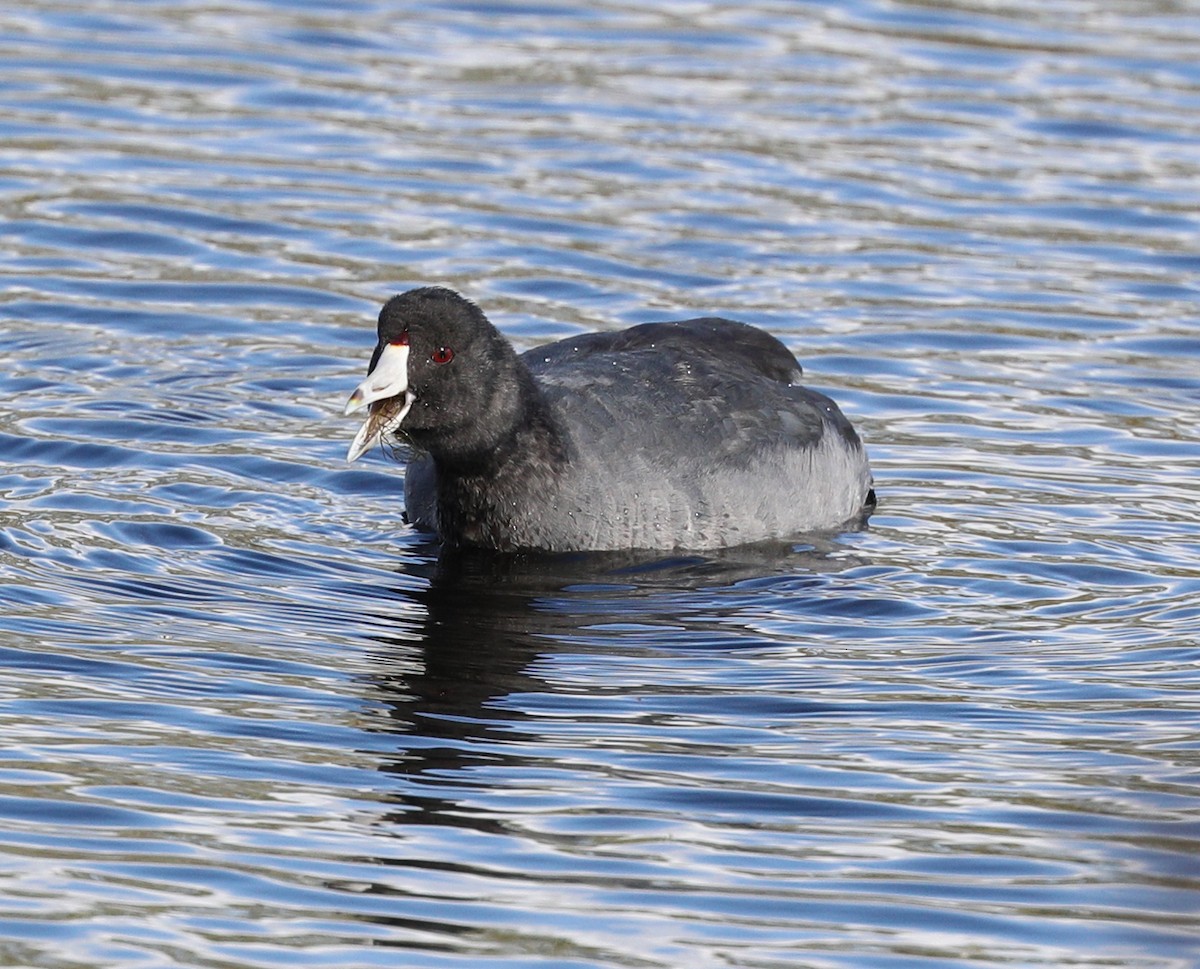 American Coot - ML73346851