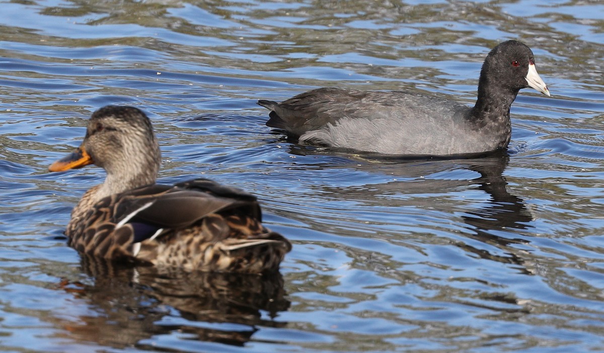 American Coot - ML73347121