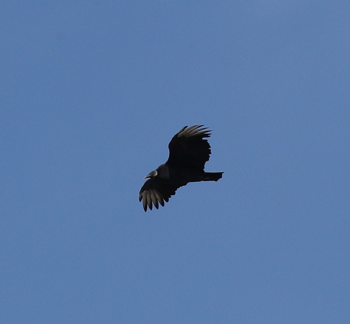 Black Vulture - ML73347491