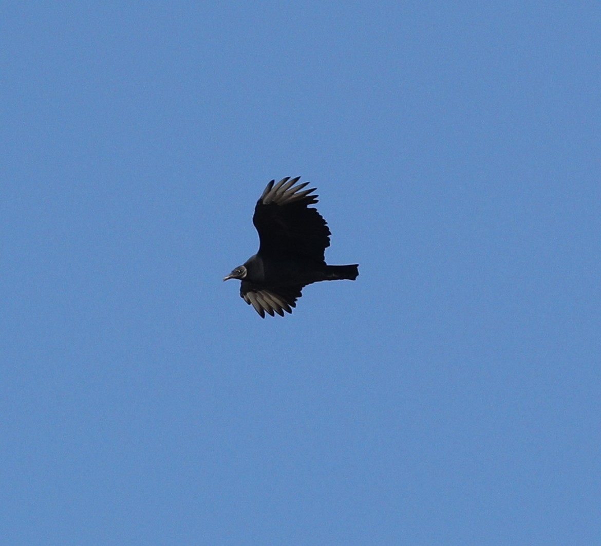 Black Vulture - ML73347511