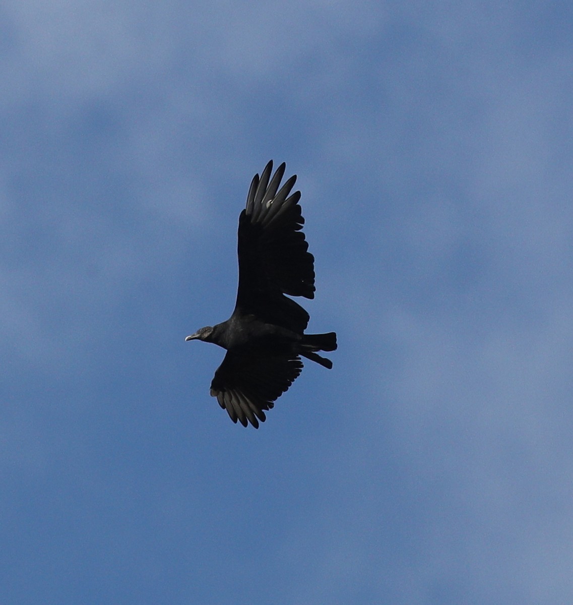 Black Vulture - ML73347561