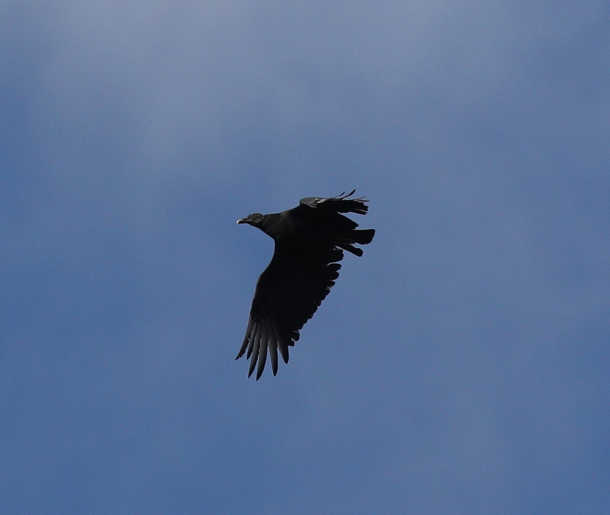 Black Vulture - ML73347631