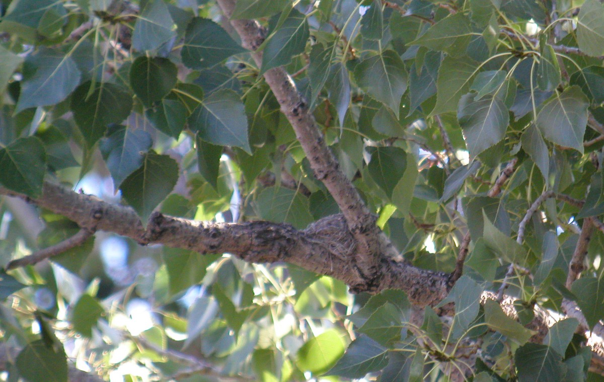 Western Wood-Pewee - ML73348771