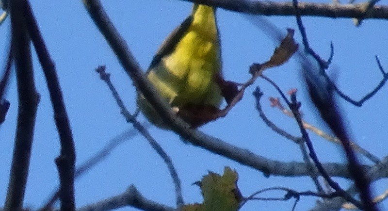 Summer/Scarlet Tanager - Paolo Matteucci