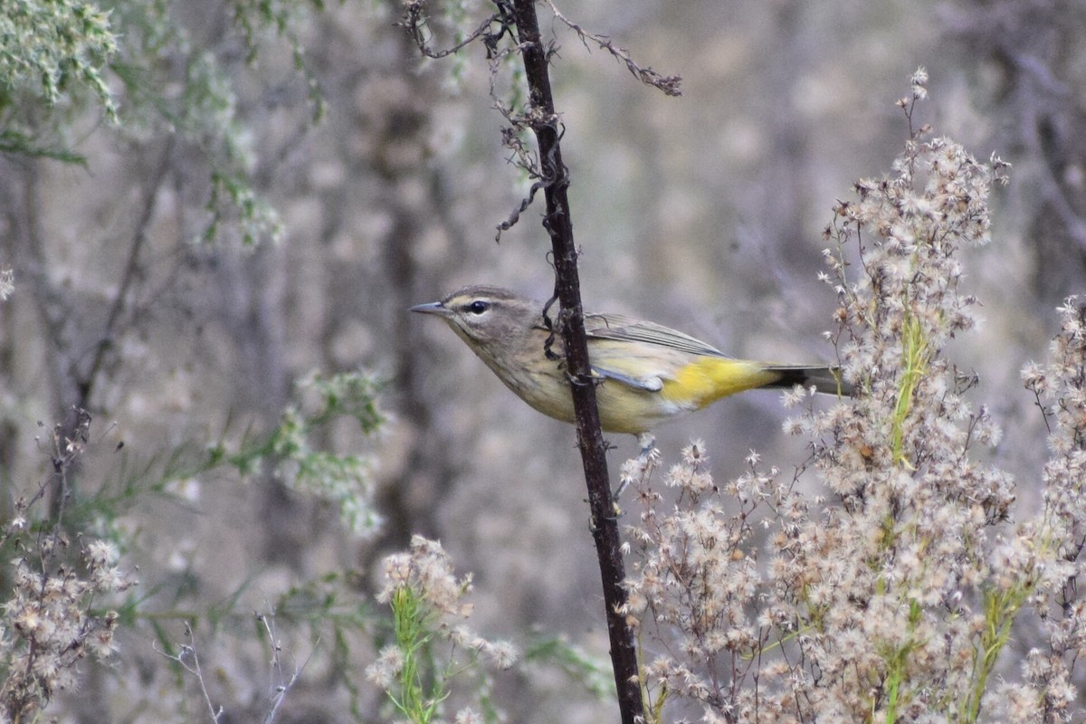 Palm Warbler - Rhonda Olshine