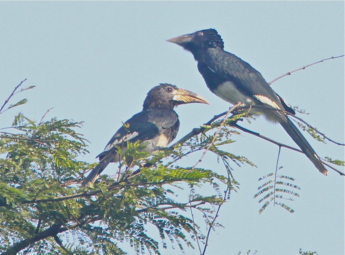 Piping Hornbill - ML73351281