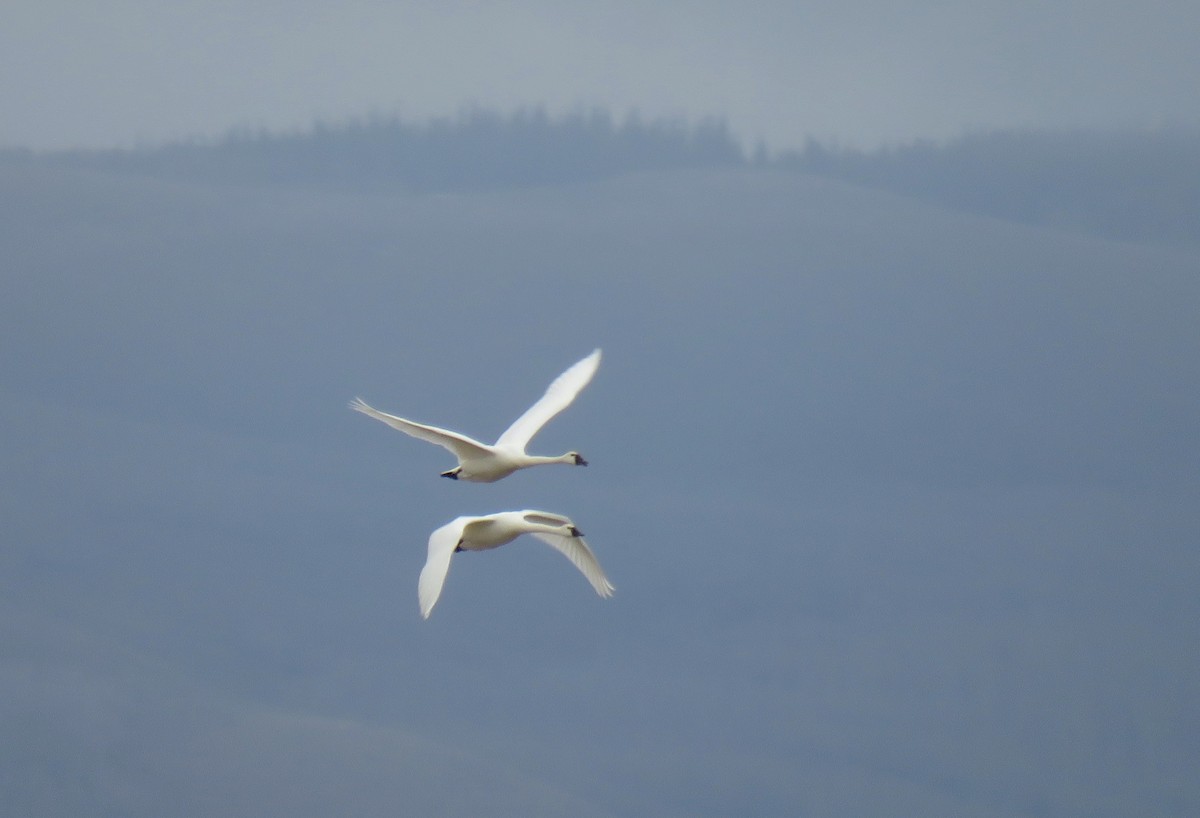 Tundra Swan - David Dowell