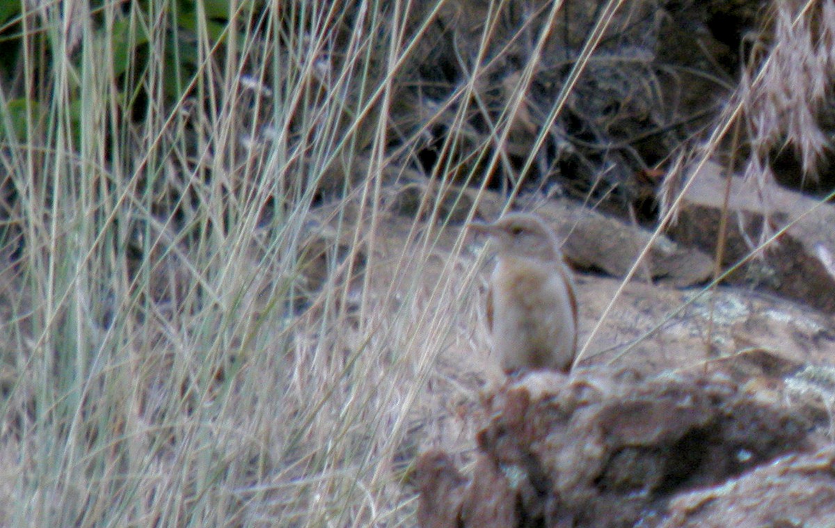 Rock Wren - ML73352321