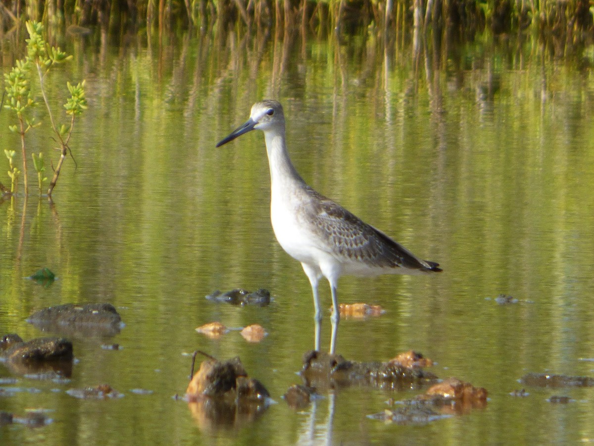 Willet - Marieta Manolova