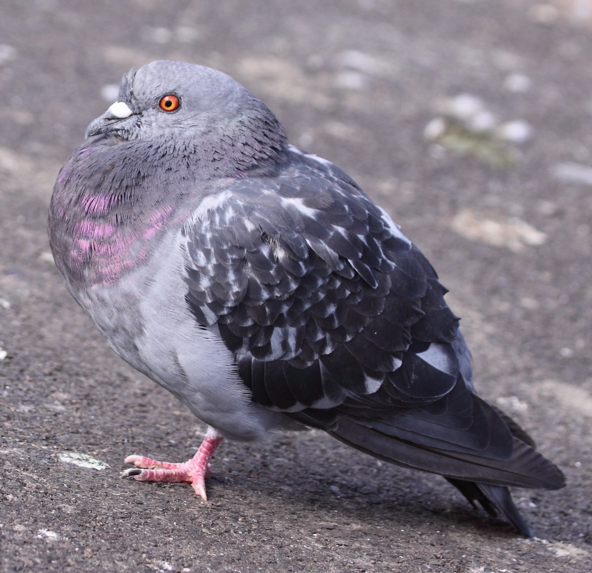 Rock Pigeon (Feral Pigeon) - Andrew Steele