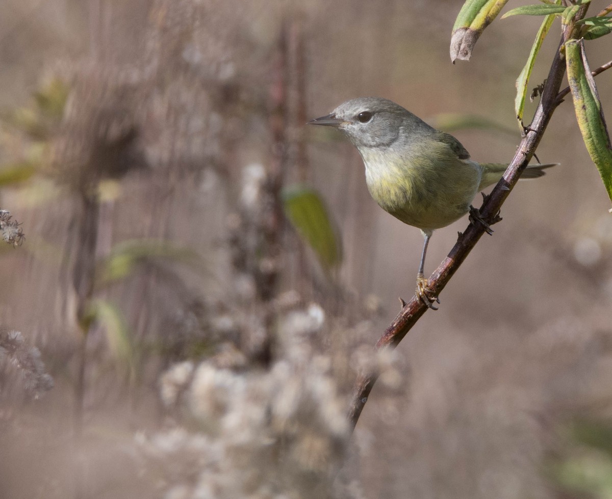 Orange-crowned Warbler - russ ogden