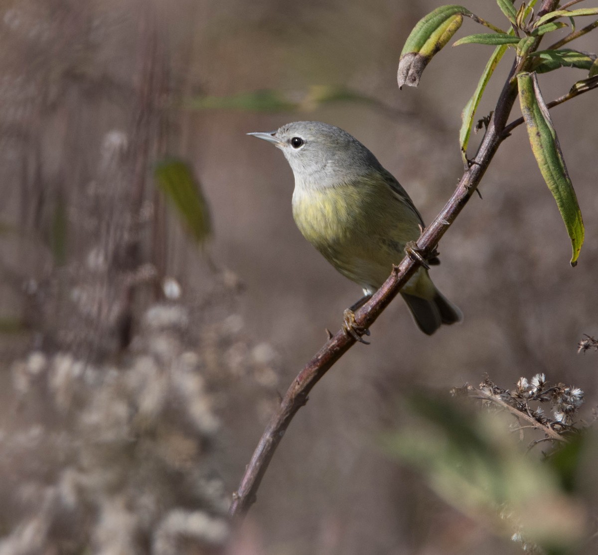 Orange-crowned Warbler - ML73355421