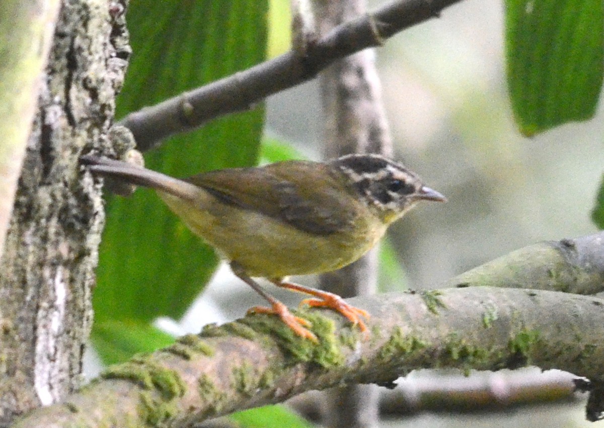 Dreistreifen-Waldsänger (auricularis) - ML73356101