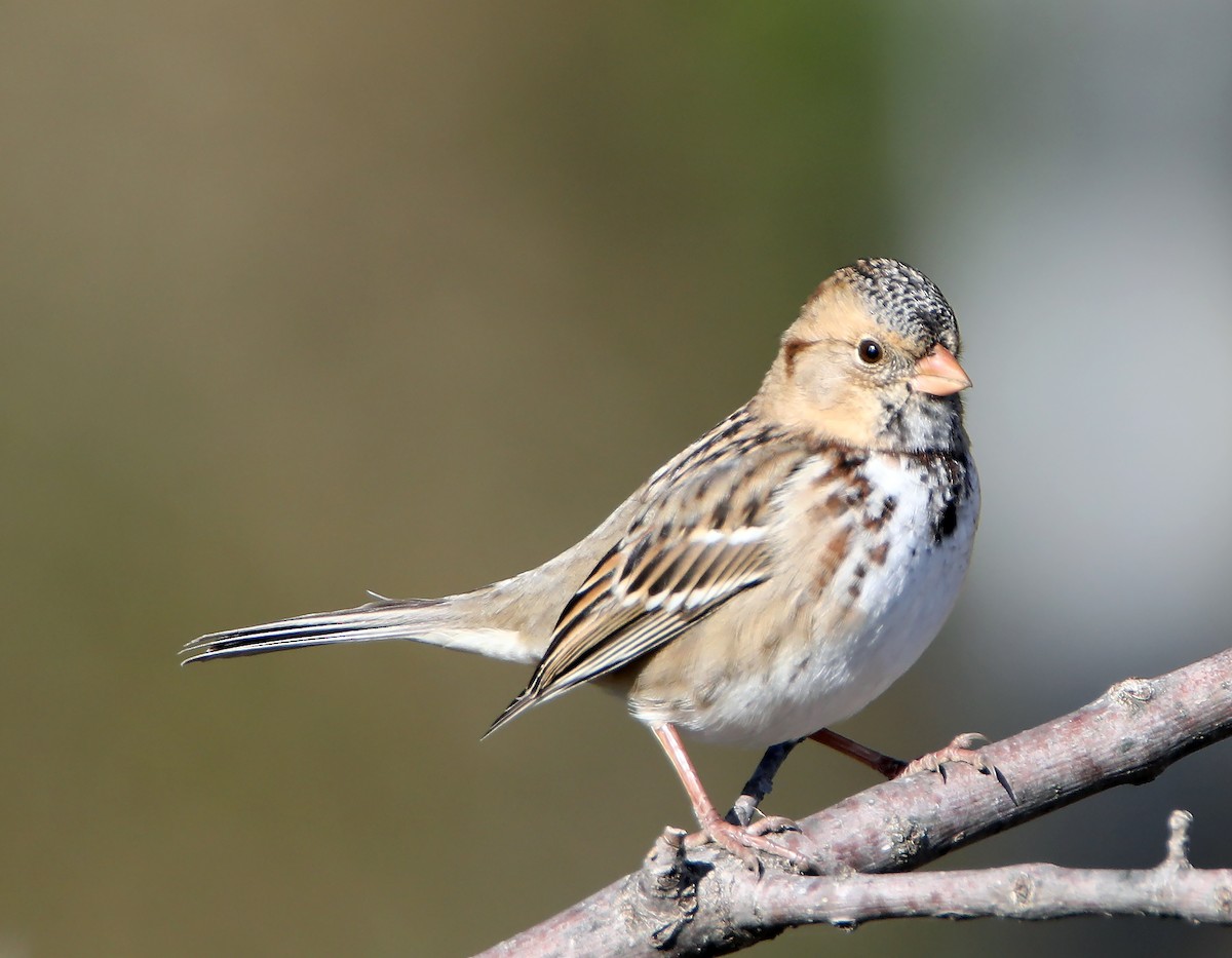 Harris's Sparrow - Elizabeth Winter