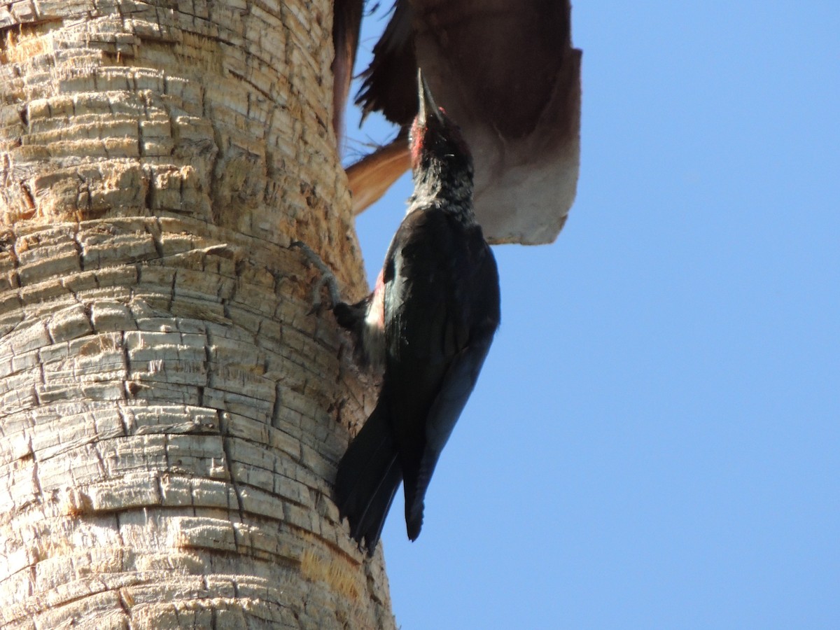 Lewis's Woodpecker - ML73357571