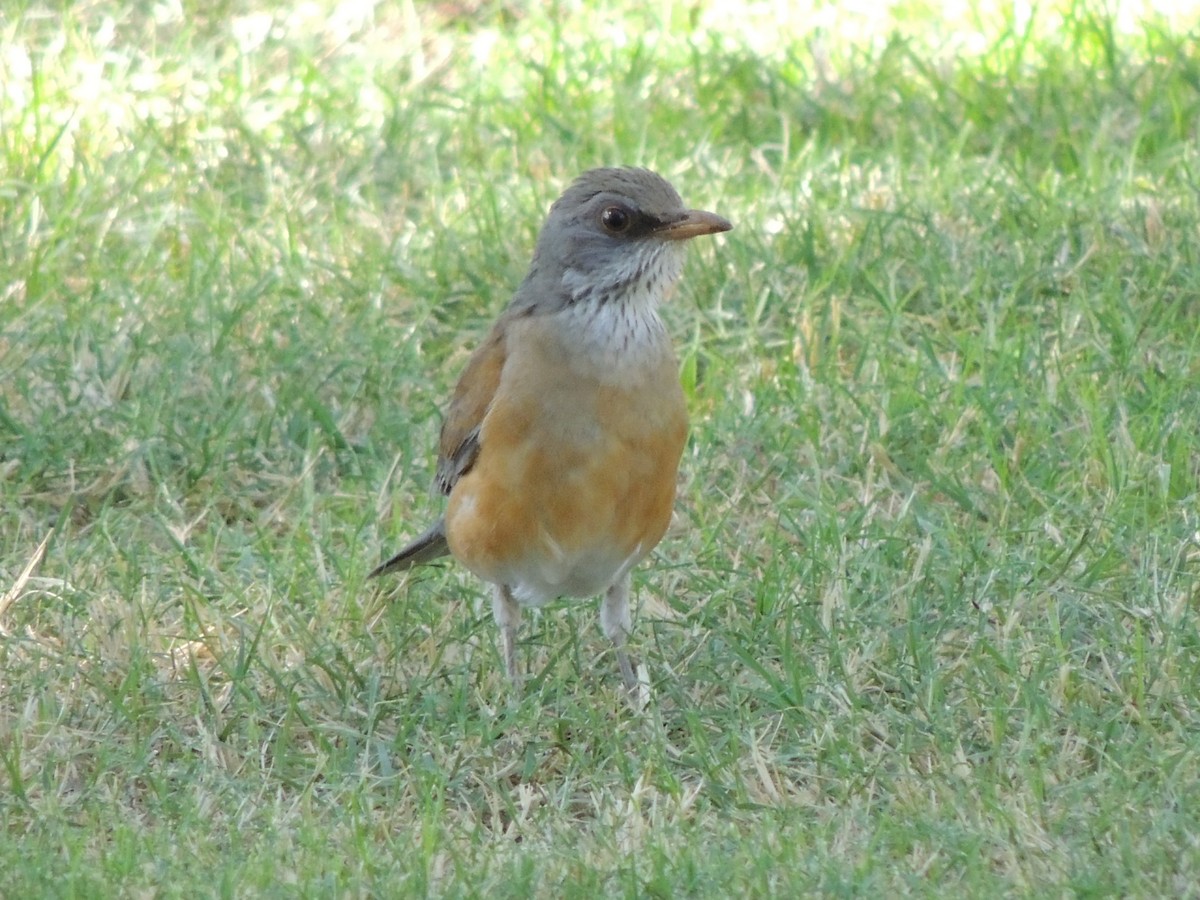 Rufous-backed Robin - ML73357651