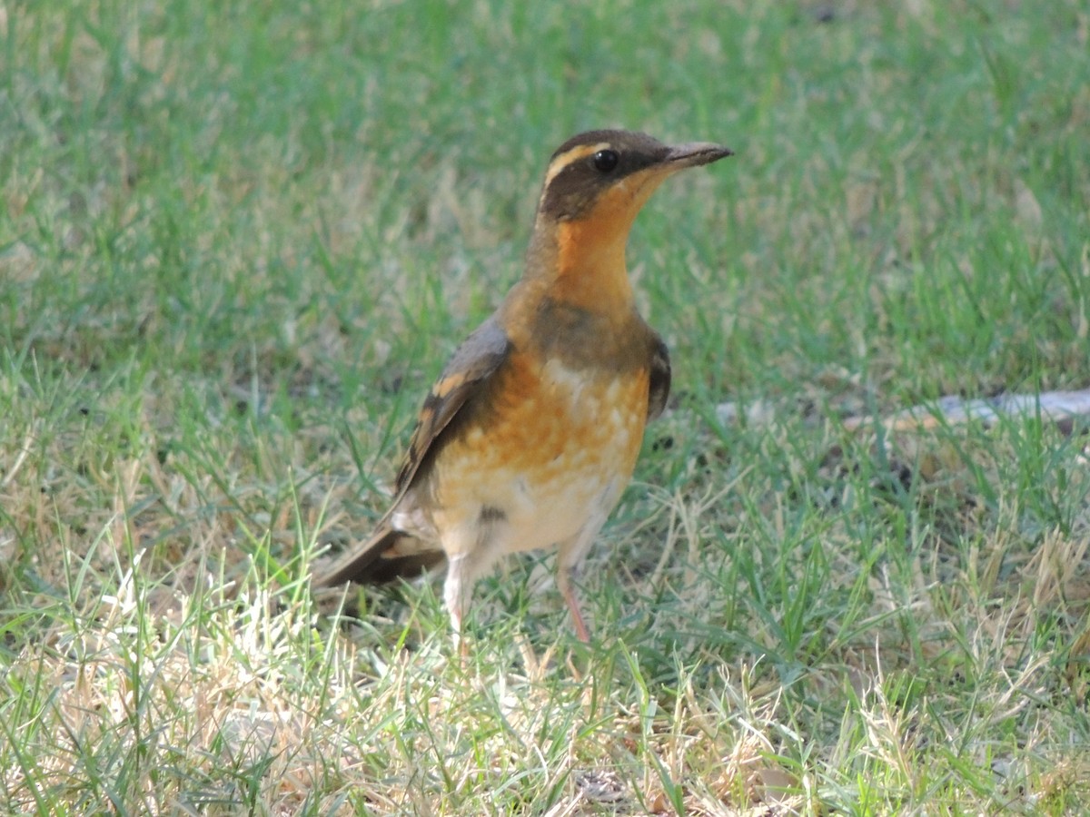Varied Thrush - ML73357731