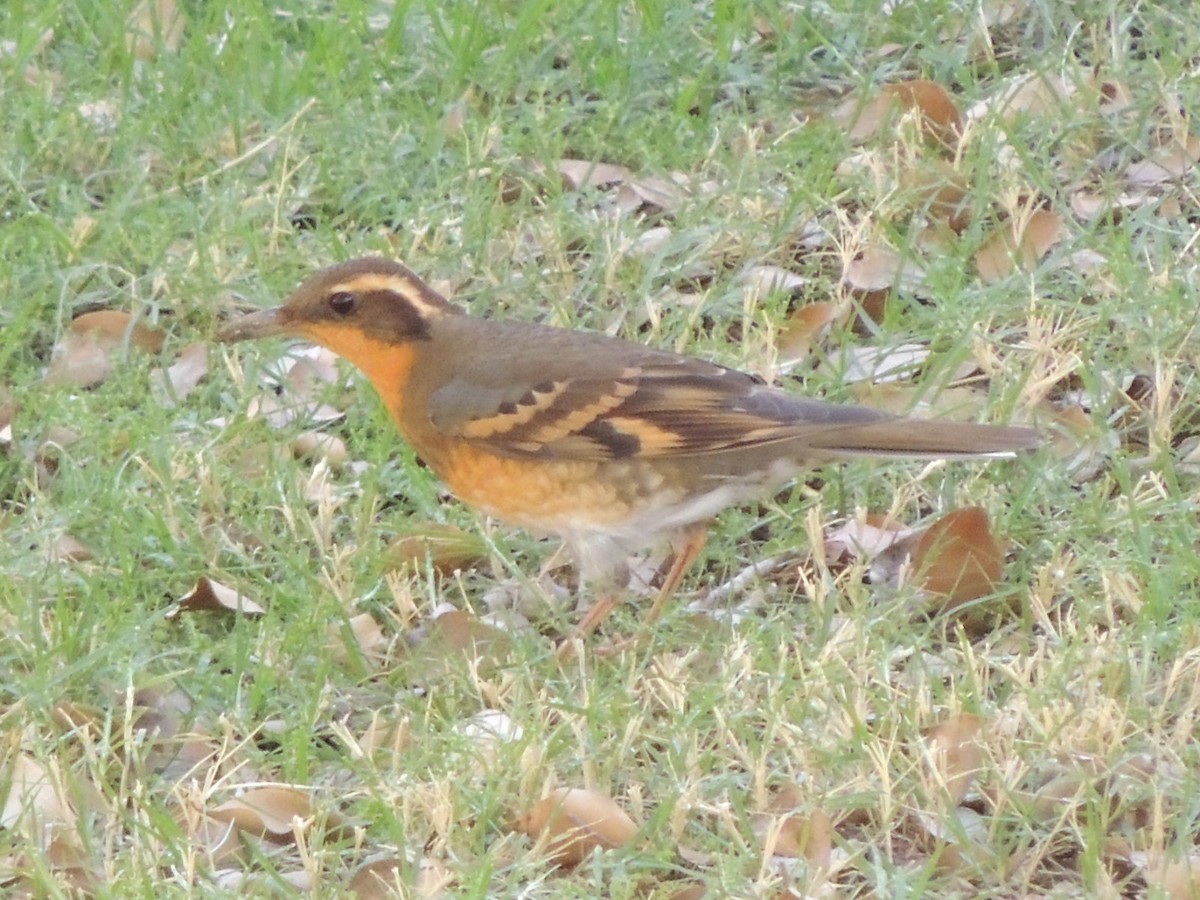 Varied Thrush - ML73357781