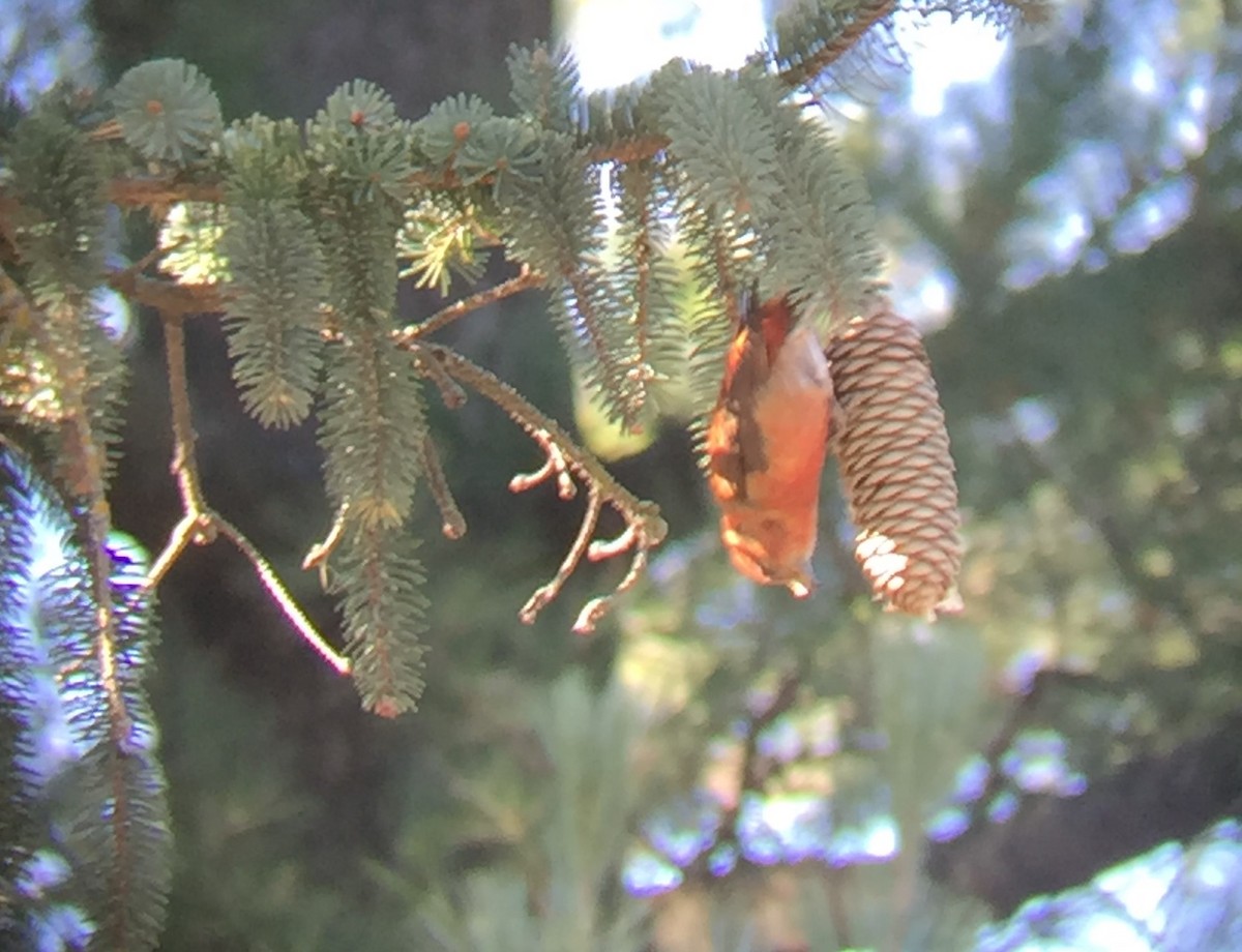 Red Crossbill (Douglas-fir or type 4) - ML73359021