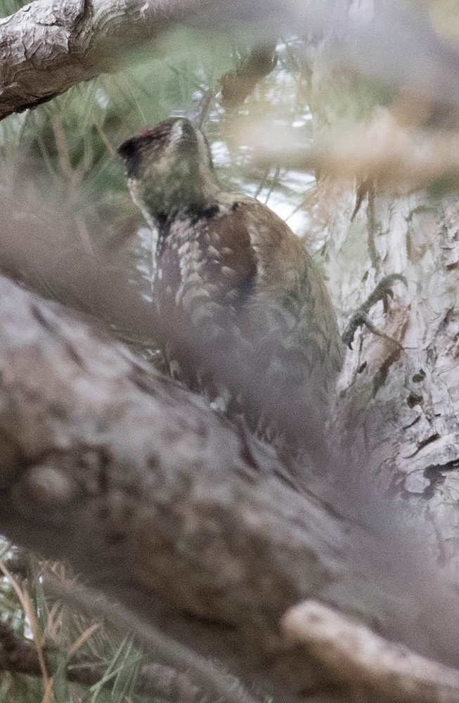 Yellow-bellied/Red-naped Sapsucker - ML73360511