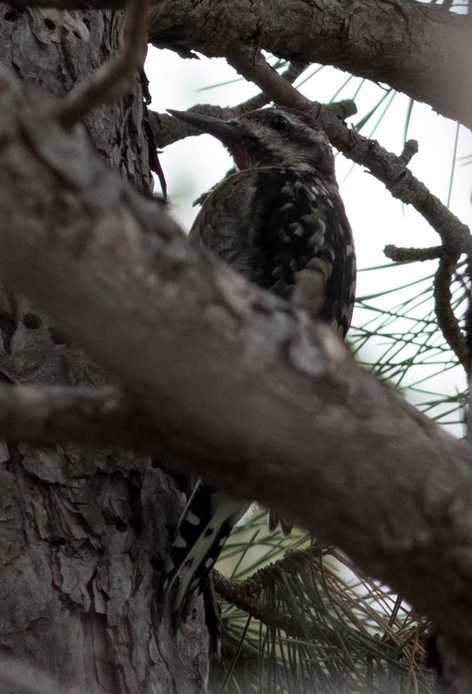 Yellow-bellied/Red-naped Sapsucker - ML73360521