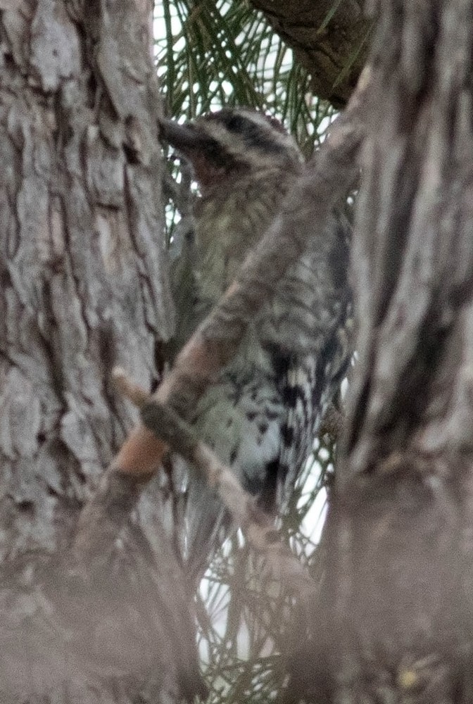 Yellow-bellied/Red-naped Sapsucker - ML73360531