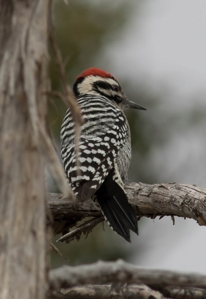 Ladder-backed Woodpecker - Tony Leukering