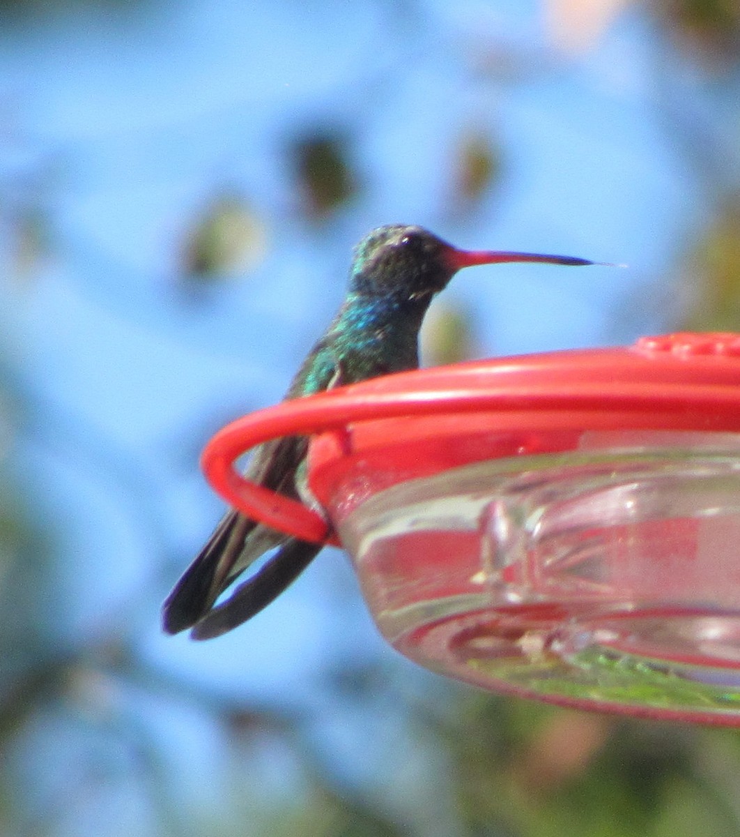 Broad-billed Hummingbird - Darren Dowell
