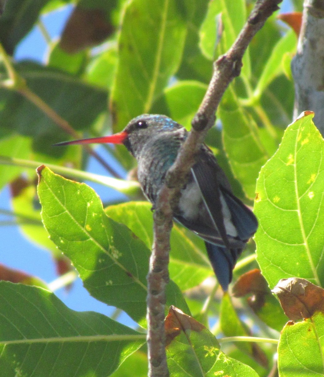 Broad-billed Hummingbird - Darren Dowell