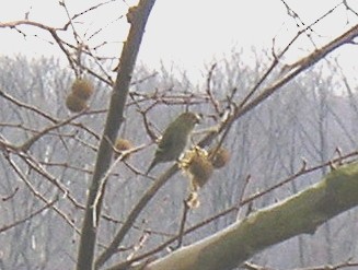 American Goldfinch - ML73364131