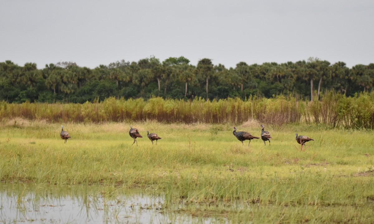 Wild Turkey - ML73365061