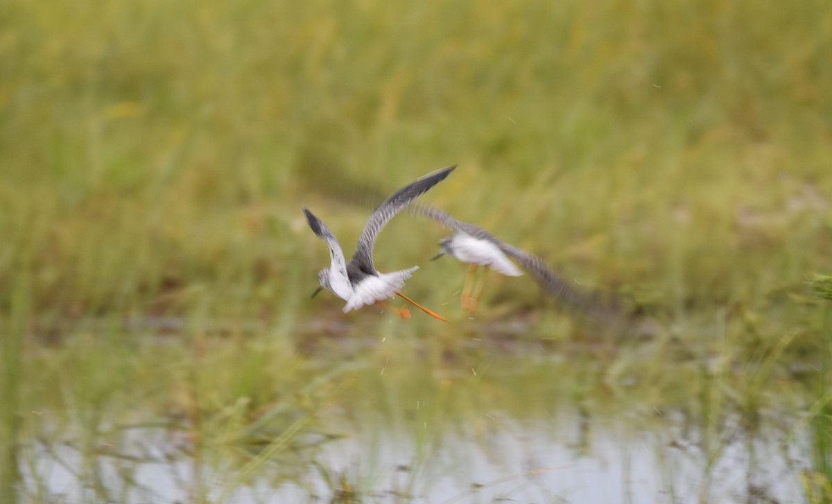 Greater Yellowlegs - ML73365841