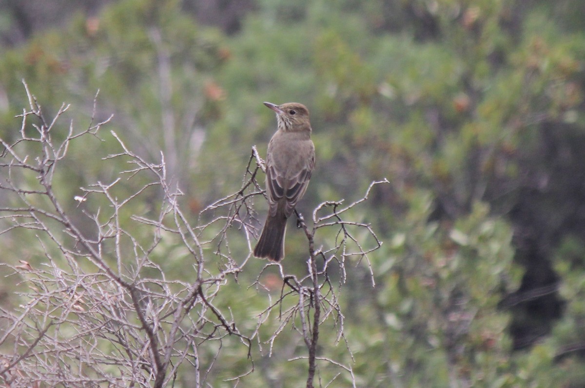 Great Shrike-Tyrant - ML73365851