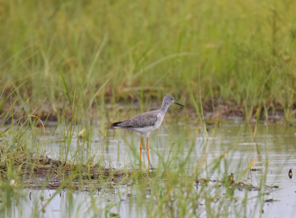 Greater Yellowlegs - Thomas Perchalski