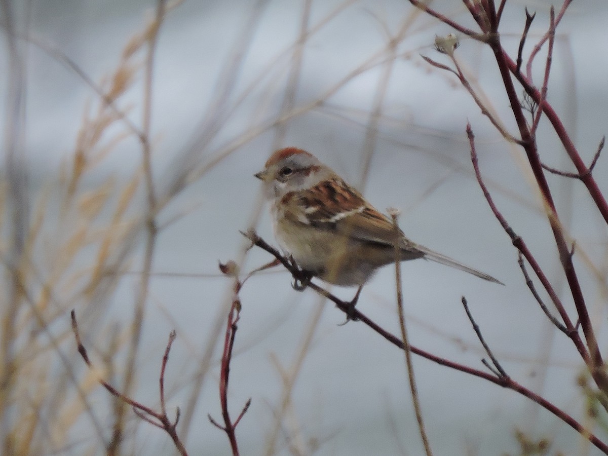 American Tree Sparrow - Melody Walsh