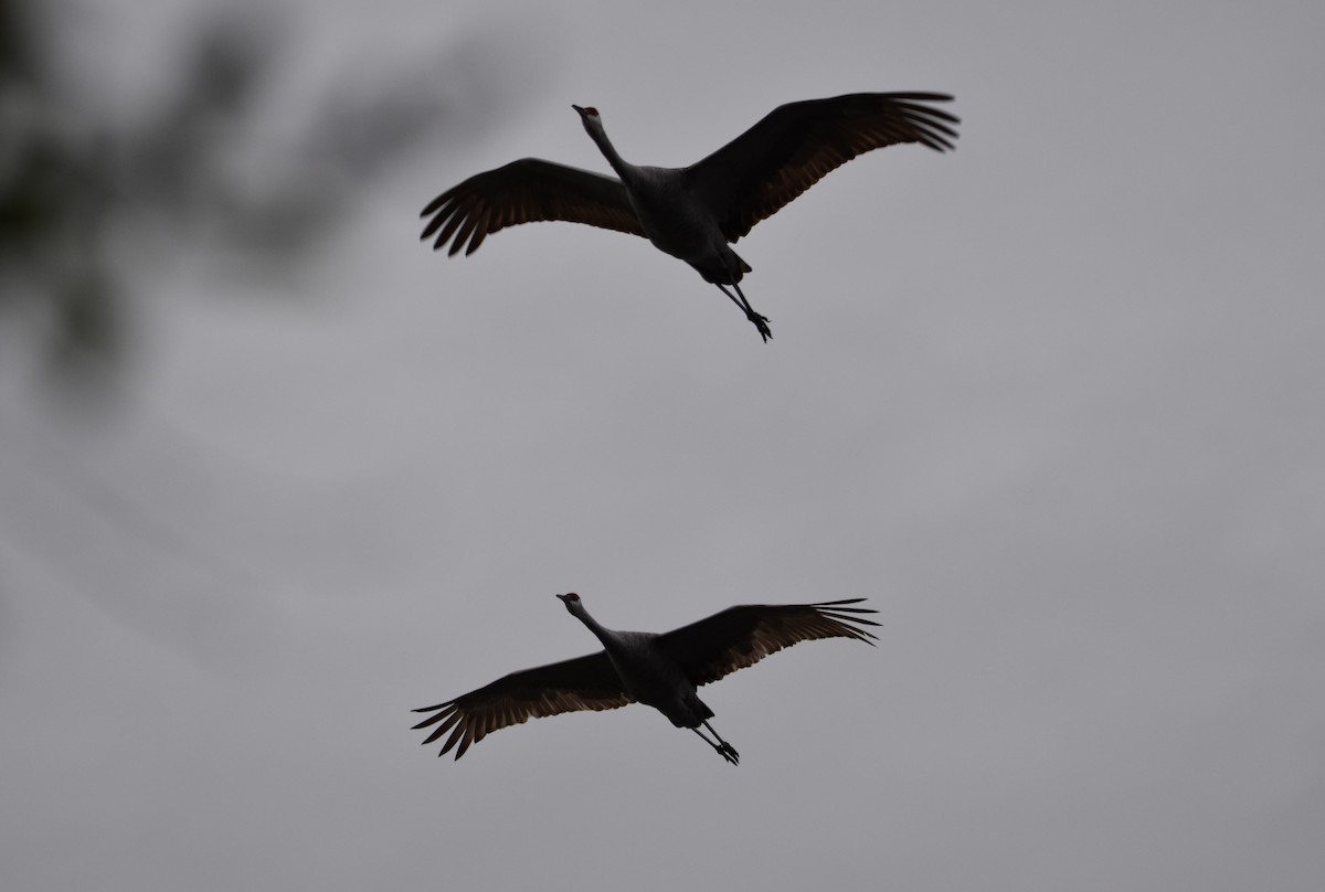 Sandhill Crane - ML73366211