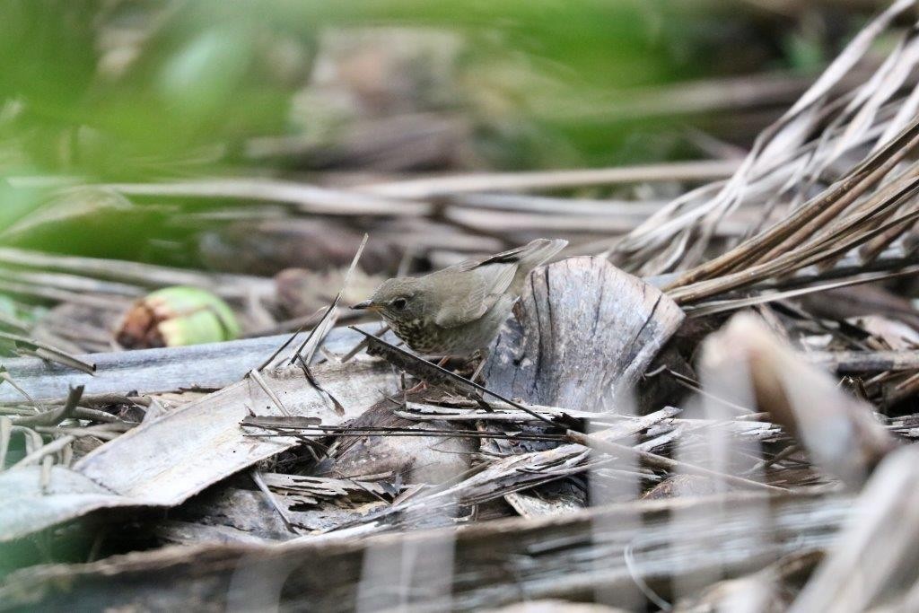 Gray-cheeked Thrush - ML73366661